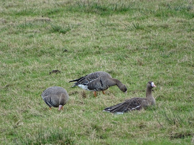 瑙托维奇第 瑙托维奇第
